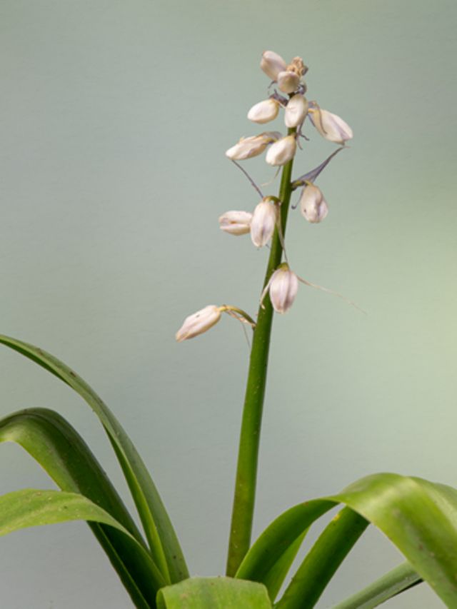 Cephalanthera damasonium?  No, Hyacinthoides sp. (Asparagaceae)